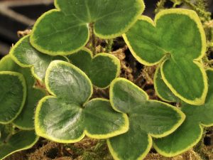Hepatica japonica var. nipponica Golden Picotee Edge-0