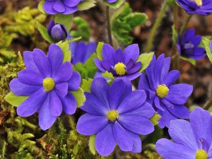 Hepatica 'Millstream Merlin'-0