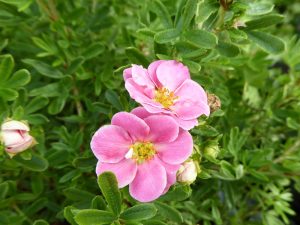 Potentilla fruticosa 'Pink Paradise'-0
