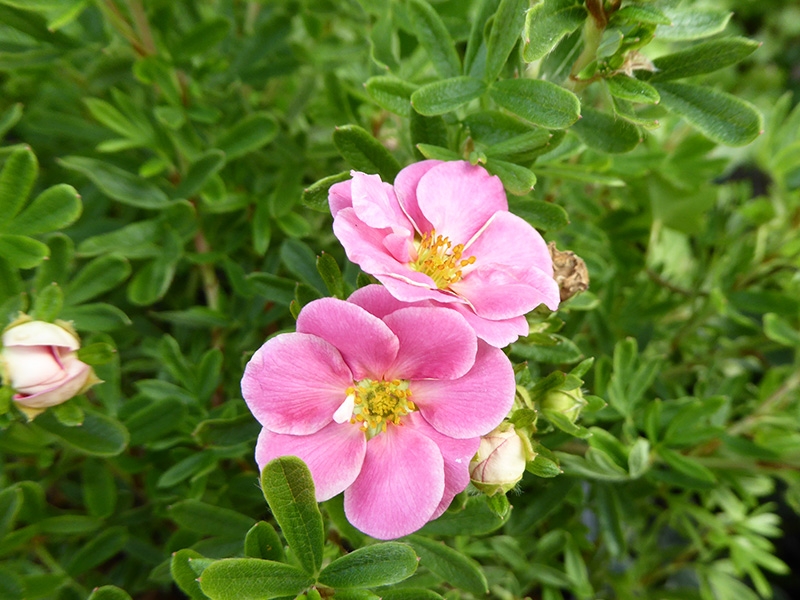 Potentilla fruticosa 'Pink Paradise'-0