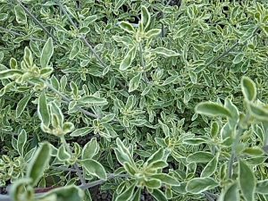 Prostanthera ovalifolia 'variegata'-0