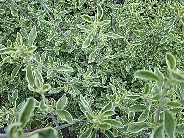 Prostanthera ovalifolia 'variegata'-0