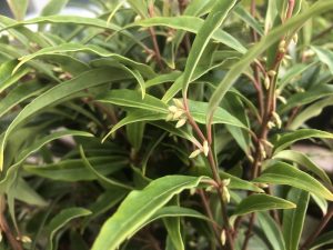 Sarcococca hookeriana 'Purple Stem'-0