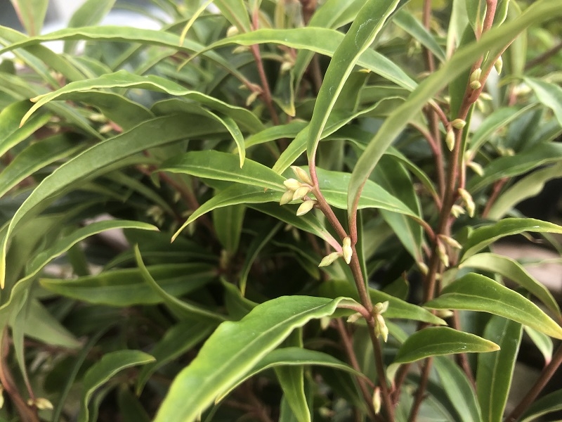 Sarcococca hookeriana 'Purple Stem'-0
