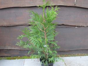 Thuja plicata 'Martin'-0