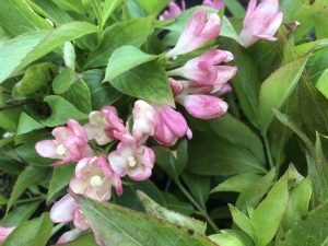 Weigela 'All Summer Peach'-0