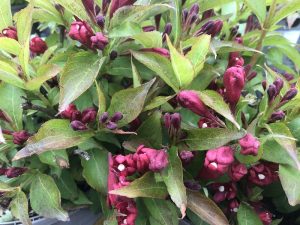 Weigela 'All Summer Red'-0