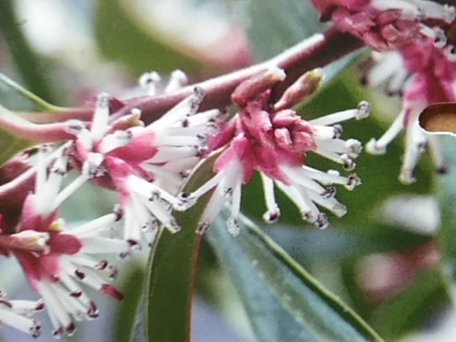 Sarcococca humilis 'Winter Gem'-0