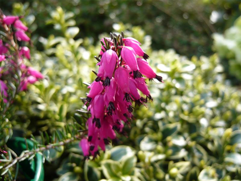 Erica carnea 'Myretoun Ruby' (1 Litre pot)-16593