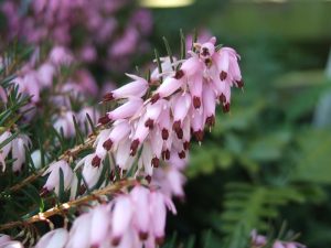 Erica carnea 'Pink Spangles' (1 litre pot)-0