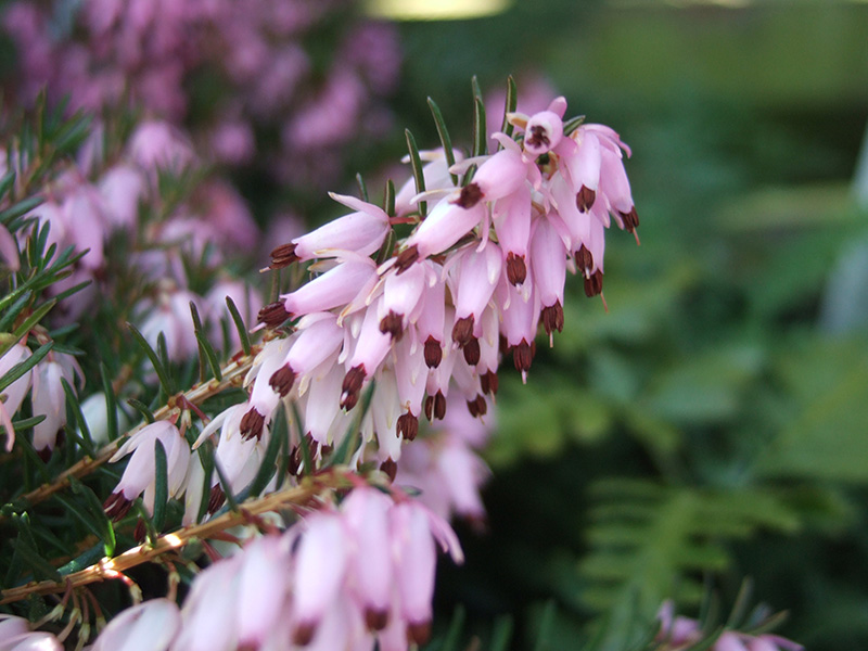 Erica carnea 'Pink Spangles' (1 litre pot)-0