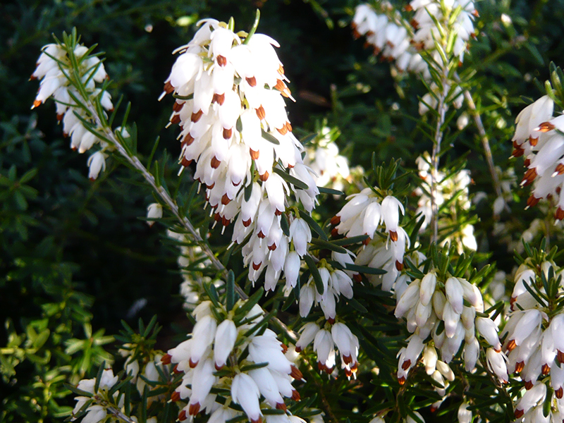 Erica carnea 'Whitehall' (9cm)-16591