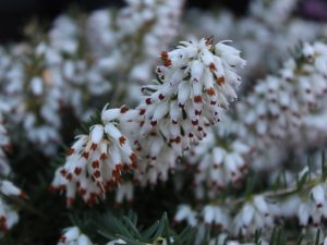 Erica carnea 'Whitehall' (9cm)-0