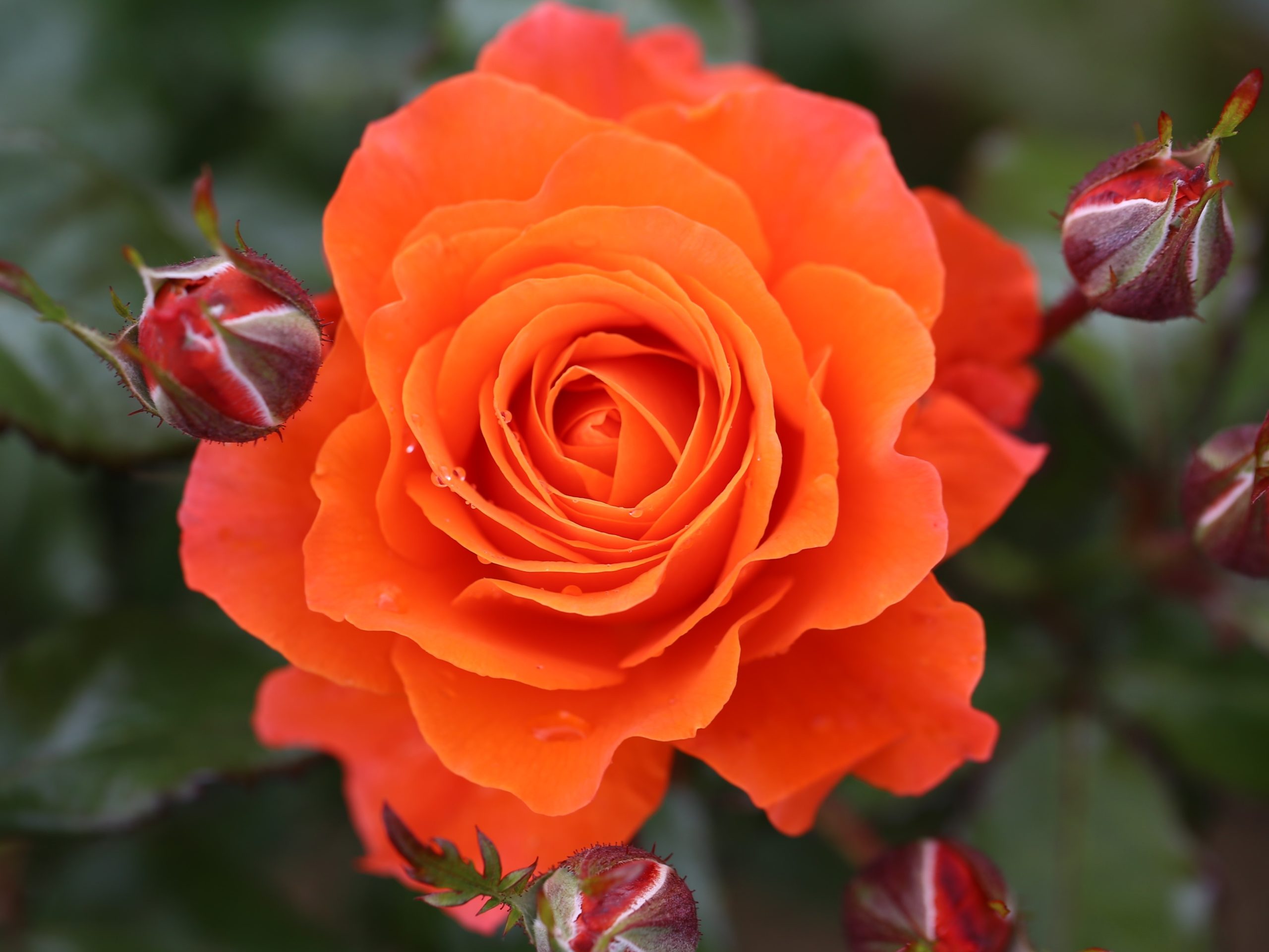 Rosa floribunda 'For you with love' (Fryjangle)-0