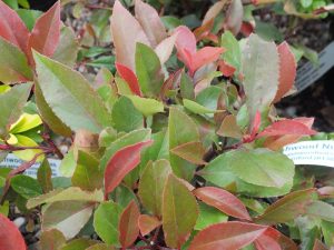 Photinia x fraseri 'Little Red Robin' 10L-0