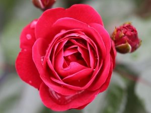 Rosa floribunda 'Precious Ruby' (Standard)-0