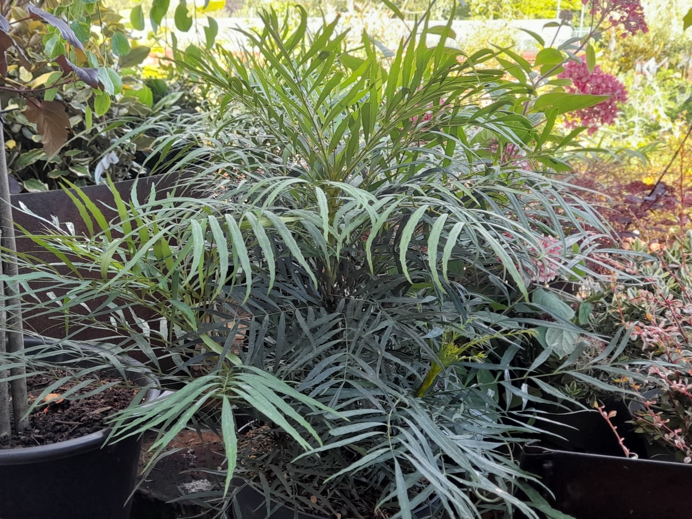 Mahonia eurybracteata 'Soft Caress'-0