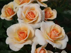 Rosa floribunda 'Sweet Honey' Kormecaso-0