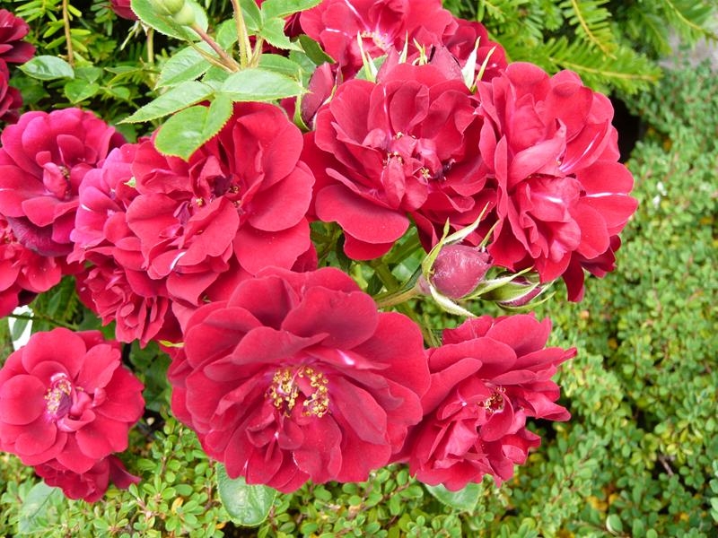 Rosa 'Sweet Wishes' (Patio Standard)-0