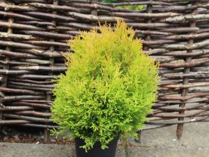 Thuja occidentalis 'Rheingold' AGM -0