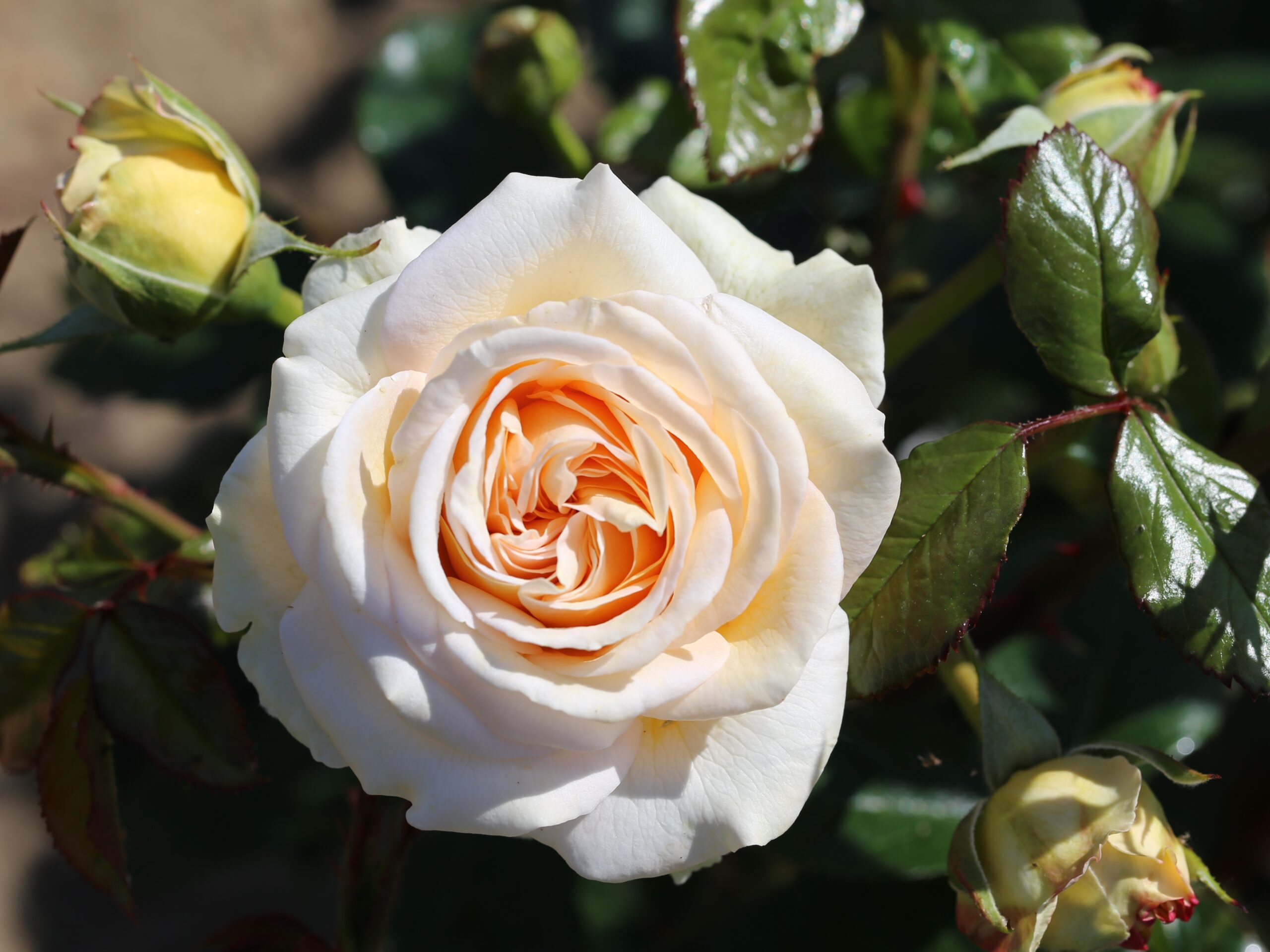 Rosa Hybrid Tea Timeless Cream (Audienz)-0