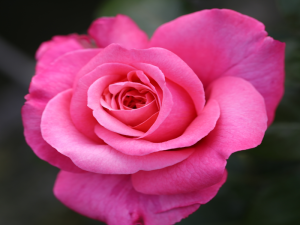 Rosa Hybrid Tea Timeless Pink (Comeback )-0