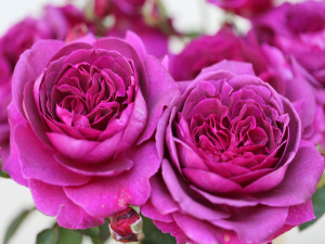 Rosa Hybrid Tea Timeless Purple (Laudatio)-0