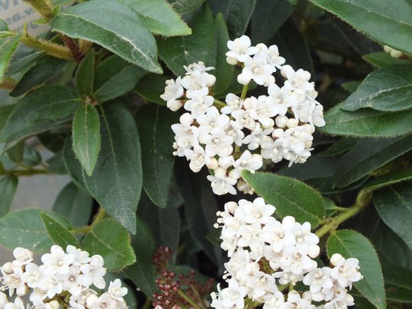 Viburnum tinus 'Eve Price' -0