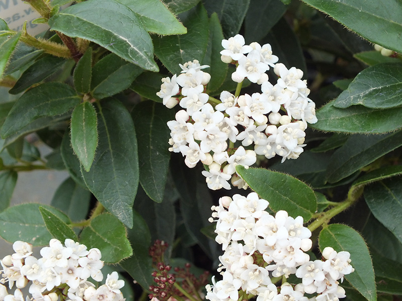 Viburnum tinus 'Eve Price' -0