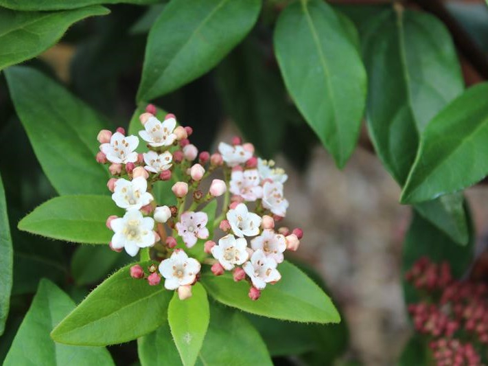 Viburnum tinus 'Eve Price' -26467