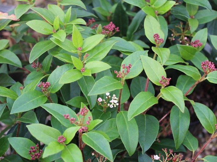 Viburnum tinus 'Eve Price' -26469