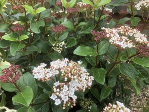 Viburnum tinus 'Lisa Rose' 10L-0