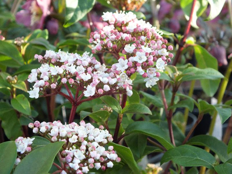 Viburnum tinus 'Lisa Rose' 10L-16586