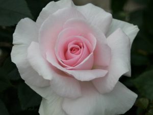 Rosa Hybrid Tea 'A Whiter Shade of Pale' (Peafanfare)-0