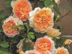 Rosa Bathsheba (Auschimbley)-0