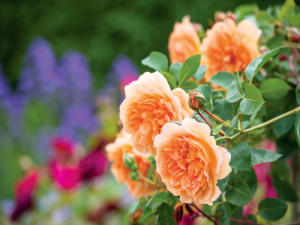 Rosa 'Dame Judi Dench' (Ausquaker)-0