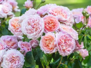 Rosa 'Eustacia Vye' (Ausegdon)-0