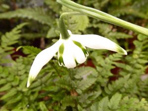 Galanthus 'Franz Josef'-0