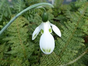 Galanthus elwesii 'Ladybird'-0