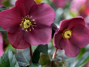 Helleborus HGC Ice n' Roses 'Early Red' (Coseh 4100)-0