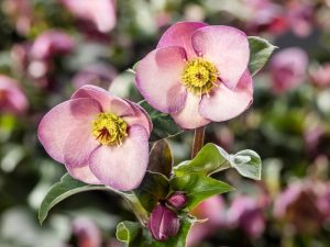 Helleborus HGC Ice n' Roses 'Early Rose' (Coseh 4000)-0