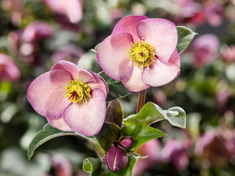 Helleborus HGC Ice n' Roses 'Early Rose' (Coseh 4000)-0