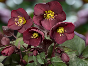 Helleborus HGC Ice n' Roses 'Merlot' (Coseh 4700)-0