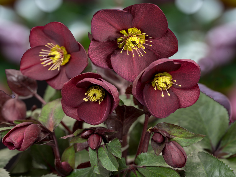 Helleborus HGC Ice n' Roses 'Merlot' (Coseh 4700)-0