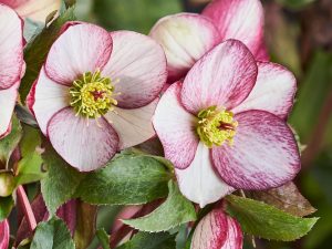 Helleborus HGC Ice n' Roses 'Rosado' (Coseh 5400)-0