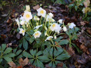Helleborus niger HGC Jesko-0