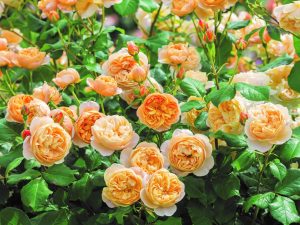 Rosa 'Roald Dahl' (Ausowlish)-0