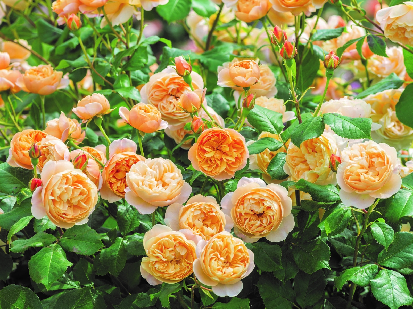 Rosa 'Roald Dahl' (Ausowlish)-0