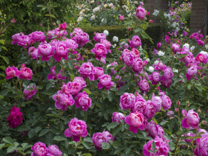 Rosa 'Royal Jubilee' (Auspaddle)-0