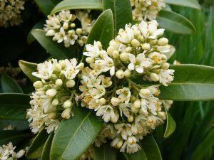 Skimmia x confusa 'Kew Green' -0
